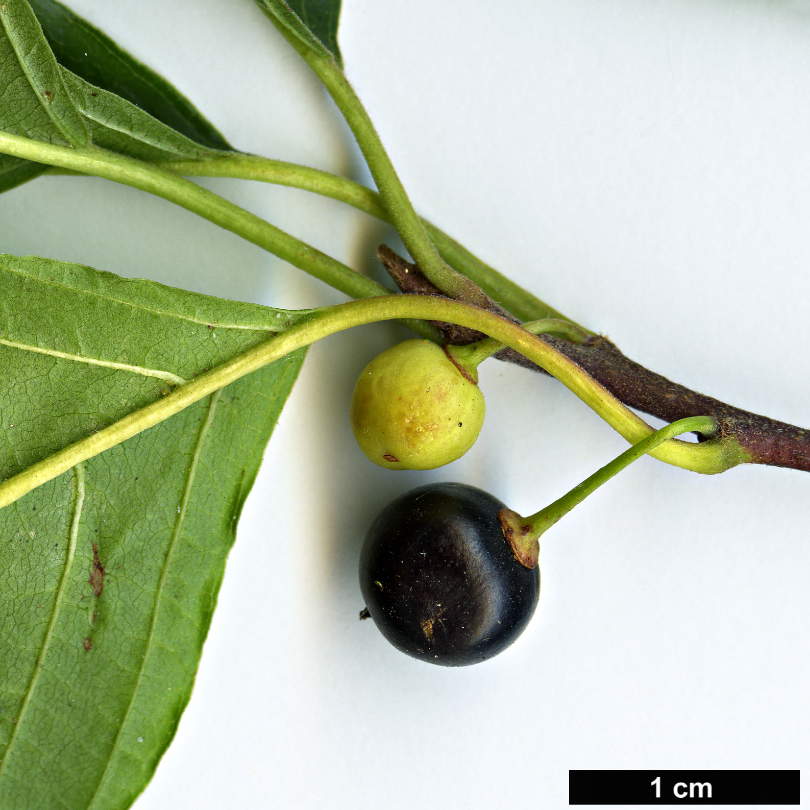 High resolution image: Family: Rhamnaceae - Genus: Frangula - Taxon: alnus